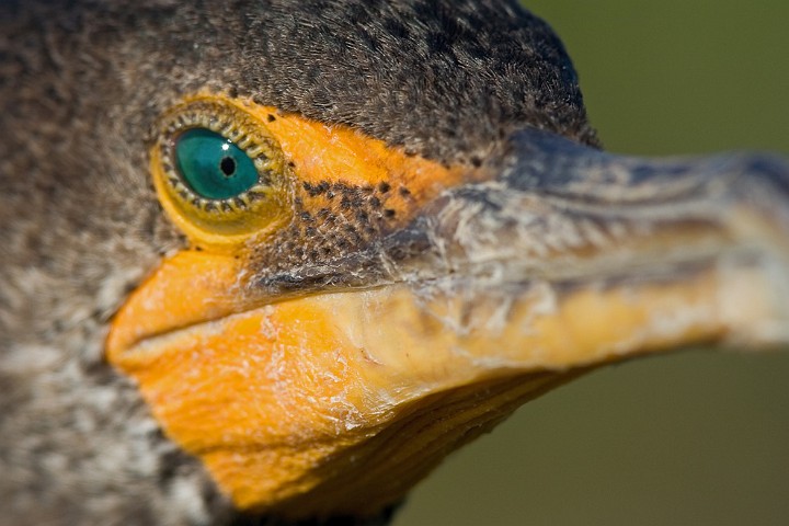 Ohrenscharbe Phalacrocorax auritus Double-Crested Cormorant